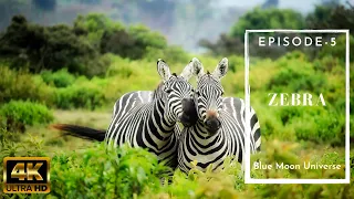 Zebra 🦓🦓 | Episode-5 | 4K | Blue Moon Universe |