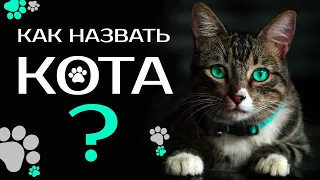 😻 Как назвать котёнка. Клички для котов и кошек