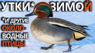 Wintering waterfowl