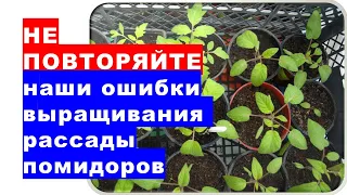 Не повторяйте наши ошибки выращивания рассады помидоров