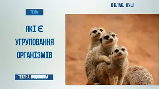 Урок 51. Які є угруповання організмів. 6 клас. НУШ