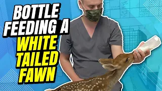 Bottle feeding a White-tailed Fawn