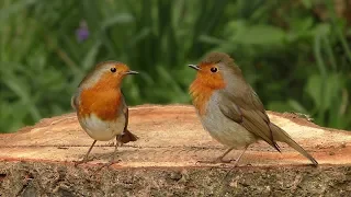 BEST Videos for Cats to Watch Birds : The Woodland Bird Table - 8 HOURS