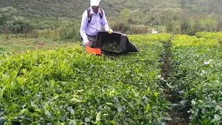 Light weight battery Tea harvester & collecting Bag