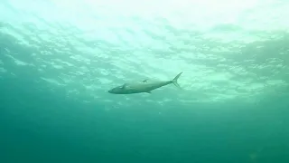 spearfishing Spanish mackerel  / פלמידה  בצלילה