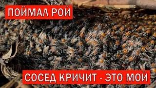 Поймал рой! Сосед Кричит - Это Мой! Что делать? | Swarm caught! Neighbor Shouts - It's Mine!