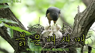 붉은배새매   Chinese Sparrowhawk