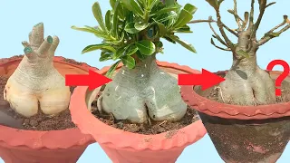 Adenium Bonsai Caudex is Shrinking || How to Revive