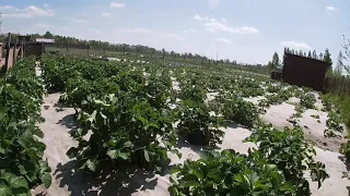 Коли краще садити розсаду полуниці,щоб був гарний урожай?/Підготовка до посадки полуниці/Полуниця