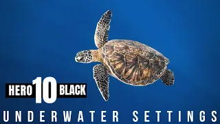 GoPro Hero 10 Black BEST Underwater Settings in 2023