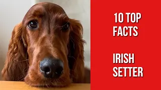 10 things only Irish Setter Dog Owners Understand