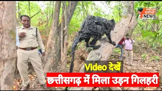 छत्तीसगढ़ में मिला उड़न गिलहरी | Flying Squirrel Found In Chhattisgarh