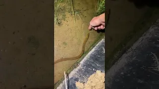Amazing catching eel by hand | eel fishing at night #shorts [#1638]