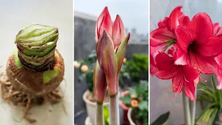 Getting Amaryllis to Dormancy and Bloom on Holidays  | Amaryllis Fall and Winter Care (Turn on CC)