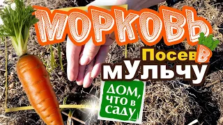 ПОСЕВ МОРКОВИ В МУЛЬЧЕ!