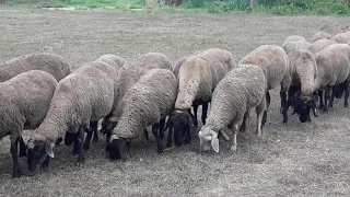 Плевенски овце