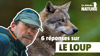 Réponses aux grandes questions sur le loup avec Jean-Michel Bertrand (MN 371)