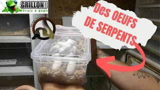 TECHNIQUES D'INCUBATION et OEUFS DE SERPENTS !!! - REPTI'STORE