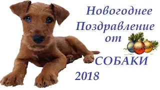 НОВОГОДНЕЕ ПОЗДРАВЛЕНИЕ ОТ СОБАКИ. 2018