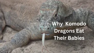 Komodo Dragons Eat Their Babies When Hungry. #komododragons #viral_facts #dragons #amazingfacts