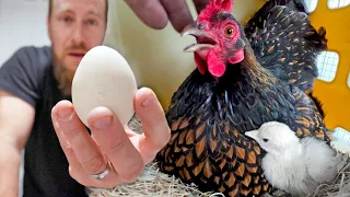 We tricked our hens into hatching out the RAREST baby peacocks!