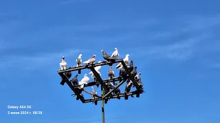 В гостях у Едиля. Молодёжь Среднеазиатских голубей Талдыкоргана.