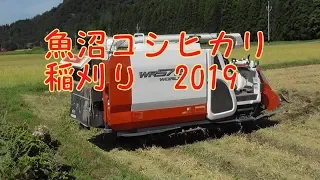 魚沼コシヒカリ稲刈り2019