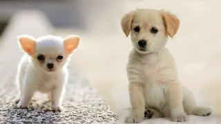 One dog, two dogs... Funny clip about dogs is a children's song! / Lansere