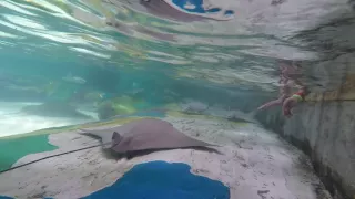 Kids touching stingrays at seaworld orlando