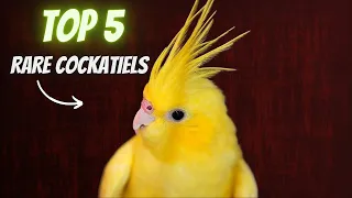 TOP 5 Rare cockatiel Mutations