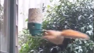 Spinning Squirrel