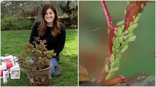 How to Control Aphids! 🙅‍♀️🌿// Garden Answer