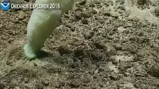 Okeanos Explorer Video Bite: ROV Deep Discoverer Samples a Simply Splendid Sponge