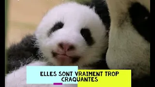 Zoo de Beauval : les jumelles pandas fêtent leur deux mois