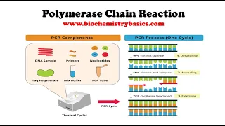 Introduction to PCR || Steps and Applications of Polymerase Chain Reaction (PCR)