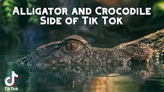 Alligator AND Crocodile Side of Tik Tok