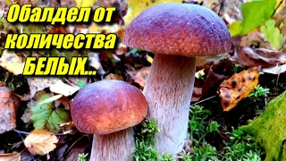 Море БЕЛЫХ грибов в лесах ПЕРМСКОГО края. Поход за ГРИБАМИ в лес, сентябрь 2022.