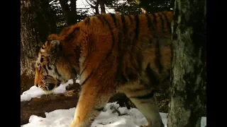 Siberian tiger patrolling the territory