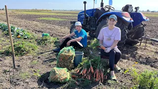 Врожай  моркви 2023!!! Тепла осінь! Перше збирання насіння з помідорів🍅🍅🍅