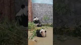 МамУся, поРеЖе, Я за ТобоЙ не УспЕваю МоскоВский зооПарк🐼👀🤣😁🔥🥰DinDin anD baBy MOScow zoo🐼👀🤣😁🔥🥰