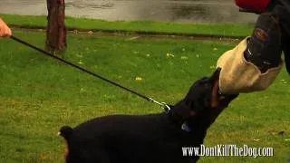 dog attack training rottweiler