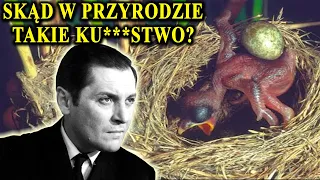 KUKUŁKA - Godny Podziwu Sztos czy Draństwo w Przyrodzie?