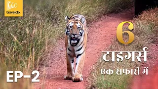 Day 2 Tadoba Moharli today sighting - Sonam & Cubs, Bijali, Mogali Tiger ताडोबा राष्ट्रीय उद्यान