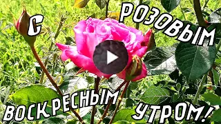 Красивая музыкальная открытка. С Розовым Воскресным Утром! Хорошего дня и Отличного настроения!