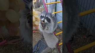 ##ямыилюша ##котики ##raccoon ##собачки ##юмор ##енот ##енот