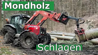 Wie man Mondholz richtig fällt