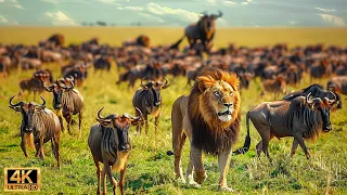 4K African Wildlife: The World's Greatest Migration from Tanzania to Kenya With Real Sounds #58