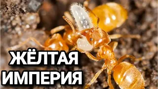 Обзор муравьёв Lasius flavus. #МуравьиЯрославль