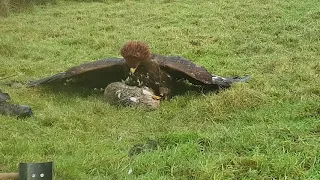 Hunting with a Golden eagle