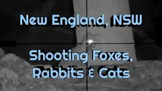 ATV Hunting Australia - Fox Rabbit & Feral Cat Shooting in the New England, NSW, Australia